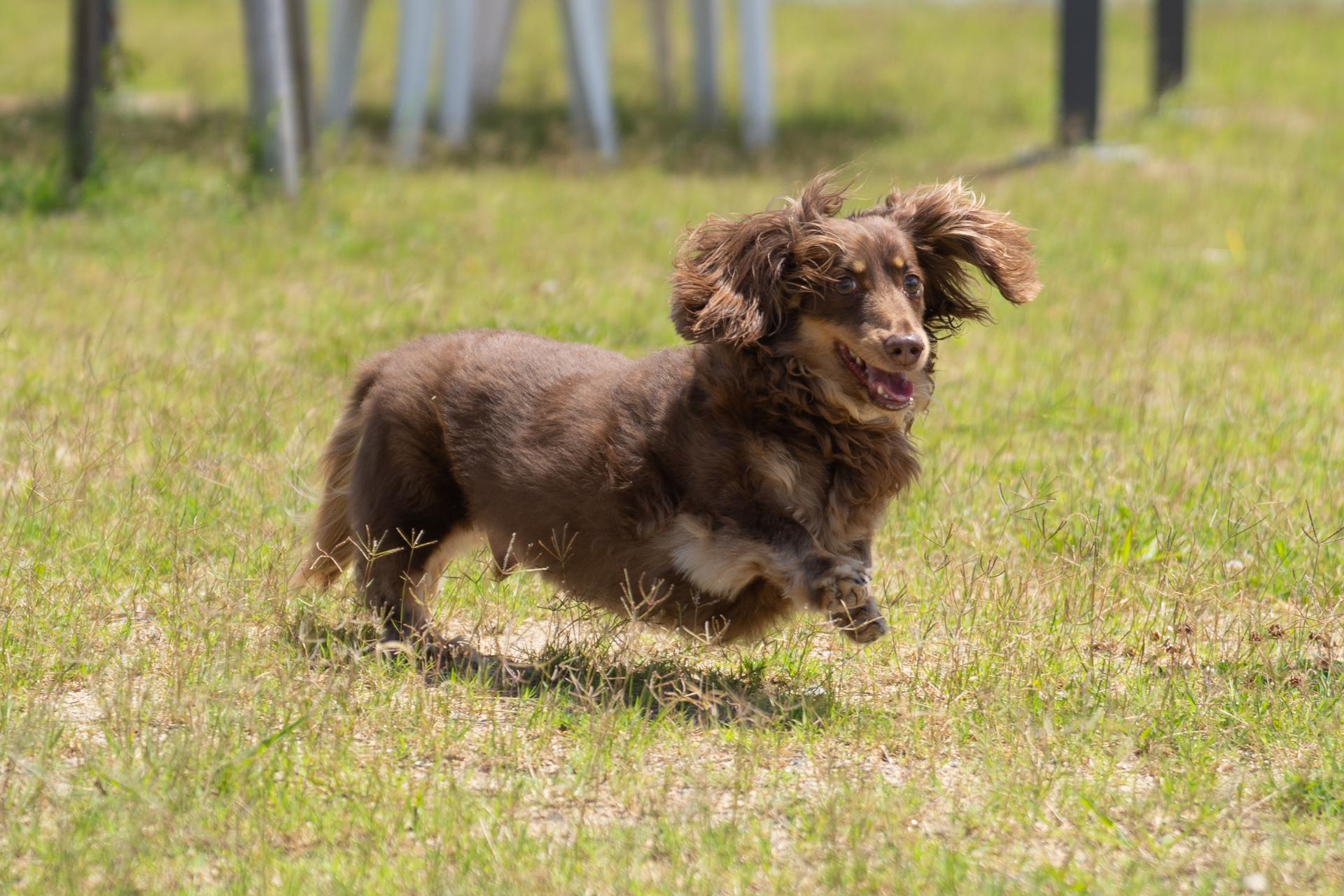 【出張撮影】ドッグランでワンちゃん撮影しませんか？9,900円～